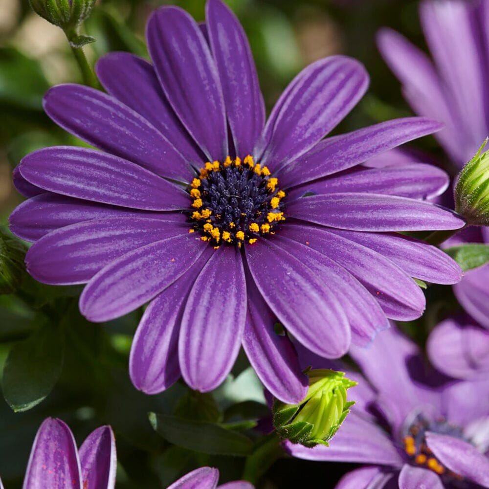 Osteospermum Blue Bedding Plants – Lazy Flora