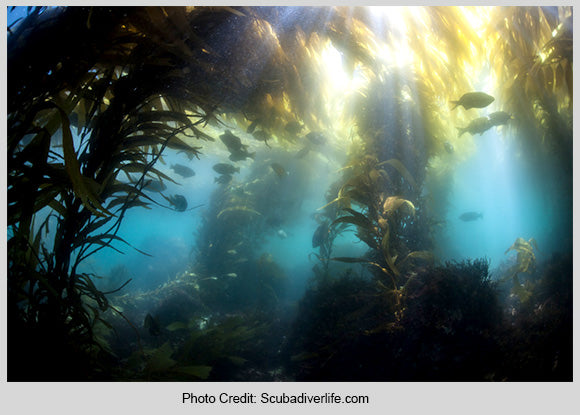 Kelp Forest Scuba