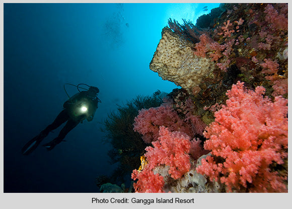 Night Diving Tropical Water