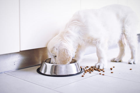 Puppy eating out of food bowl