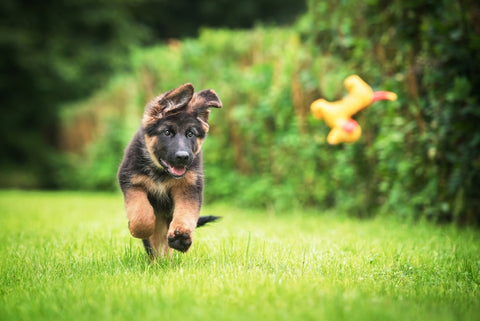 German shepard puppy playing with toy