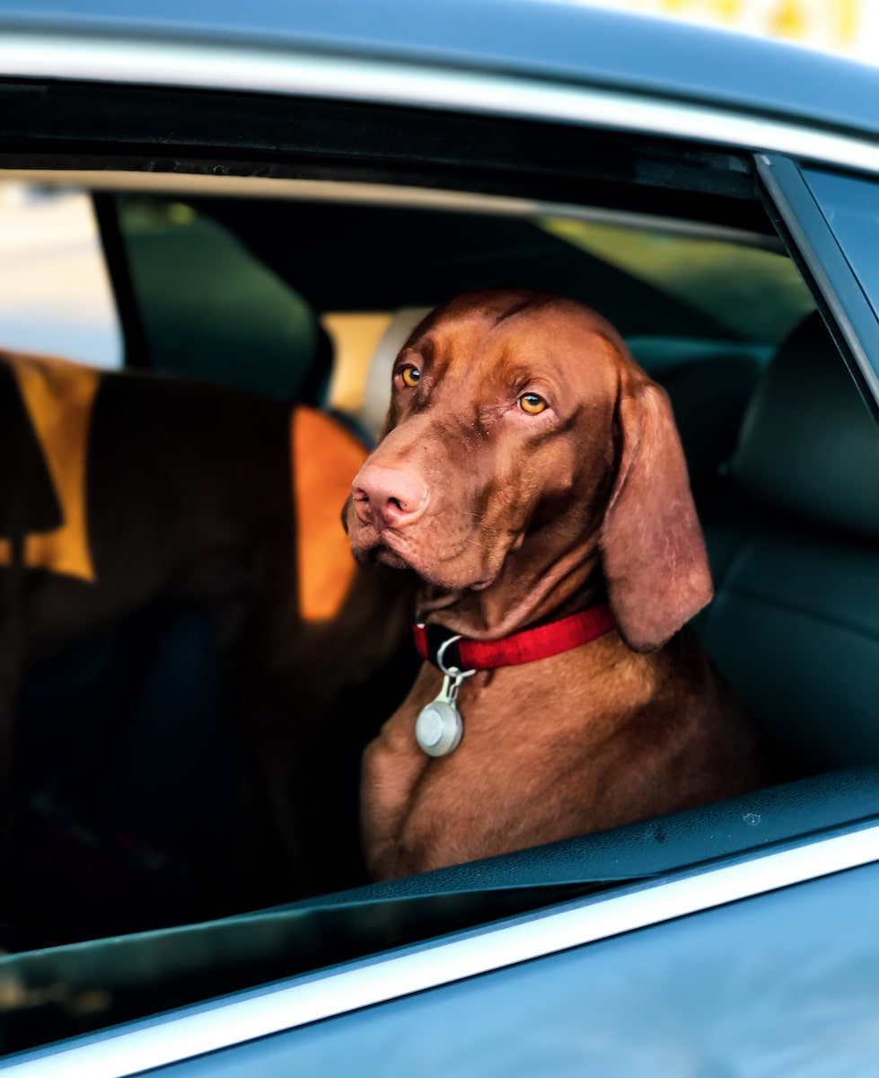 brown dog sitting in the back seat of a car on a dog road trip