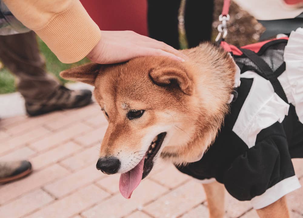 Calming a dog with anxiety