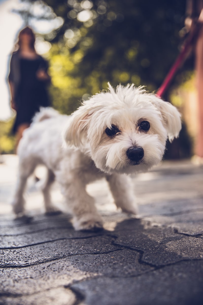 cute small white dog on leash