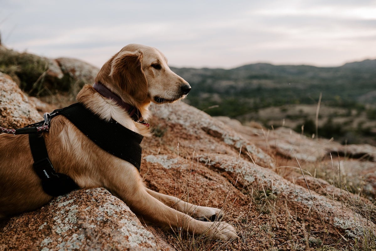 dog on camping trip with owner during COVID-19