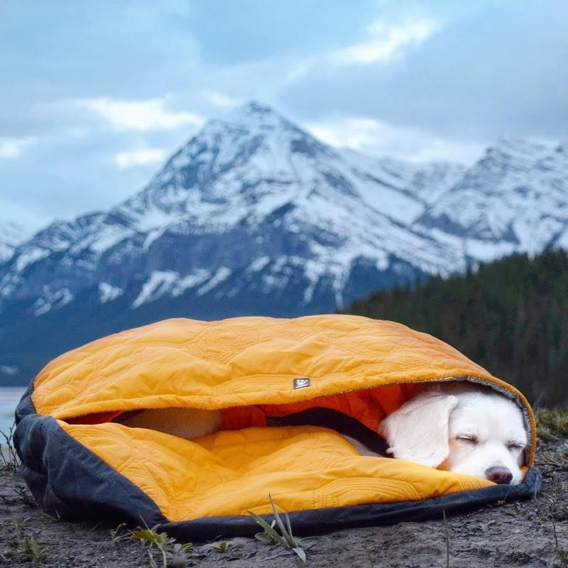 Dog sleeping in yellow dog sleeping bag with snow-capped mountains in the background