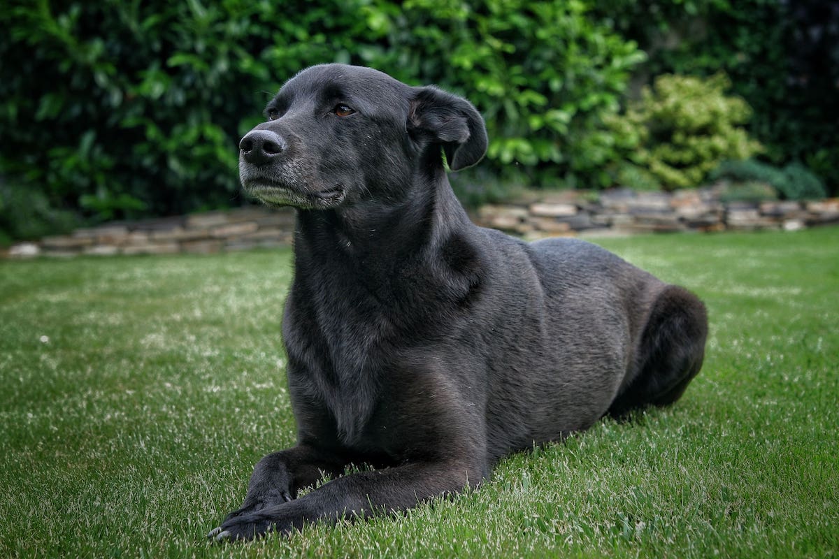 Dog with Good Behavior after taking CBD treat