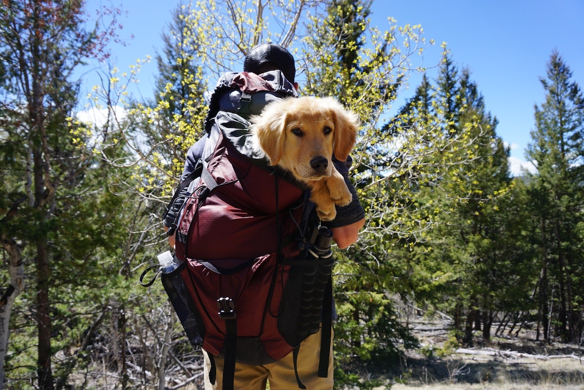 owner with golden retriever dog in backpack