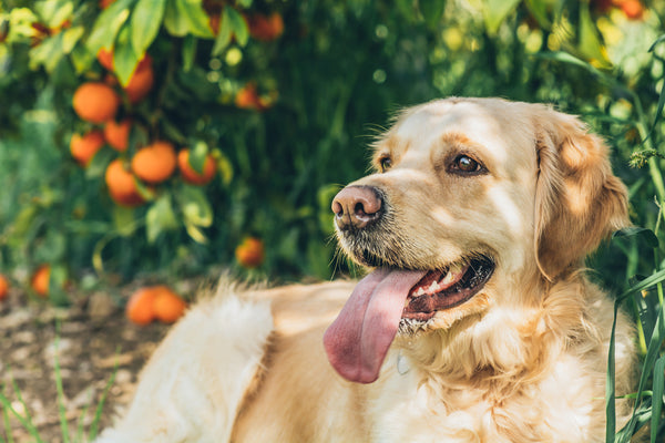 are orange trees poisonous to dogs