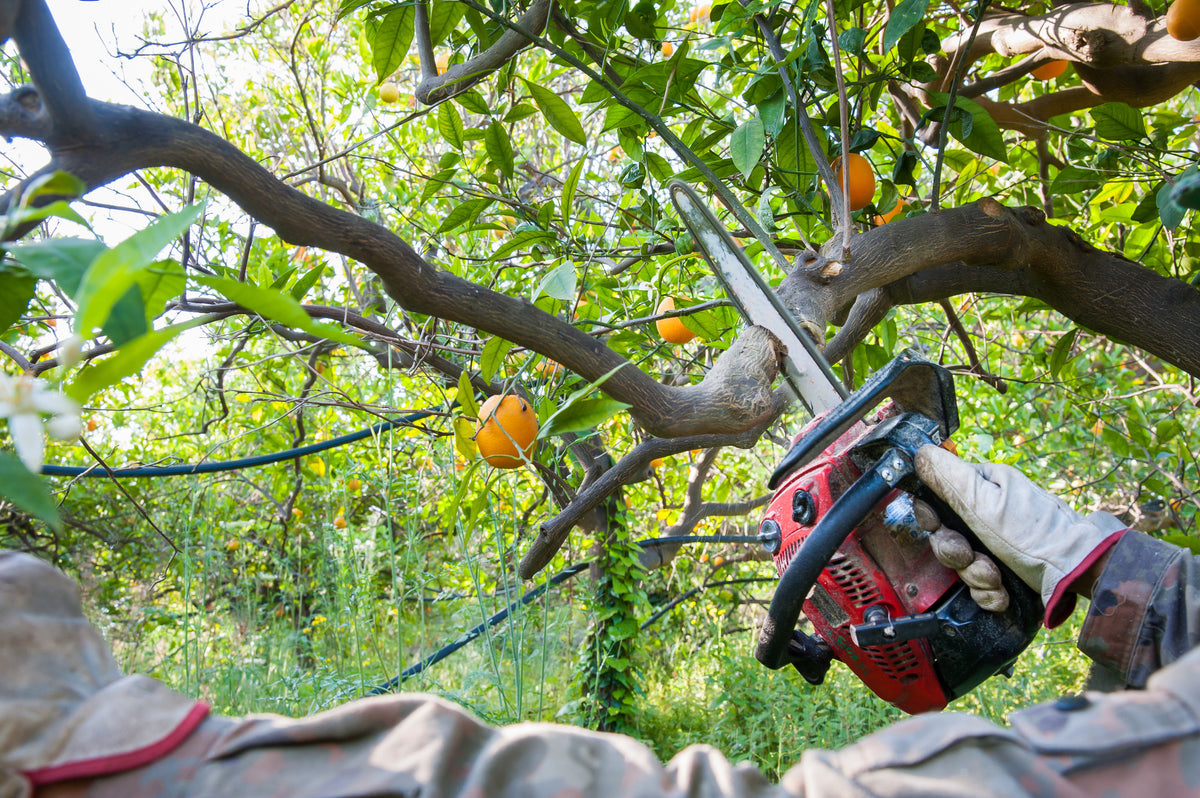 Citrus Care 101 How To Prune A Citrus Tree Us Citrus