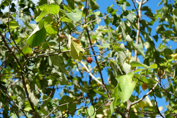 kajinoki and fruits