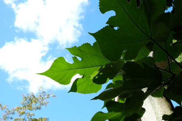 kajinoki leaves