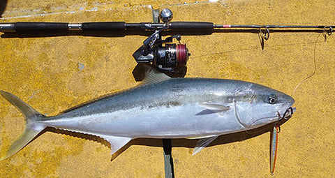 Andy's 92cm Kingfish caught on 100 gram knife jigs