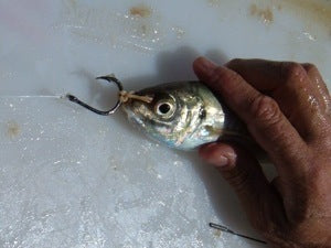 Attach the hook the the rubber band in the live bait