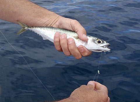 Attaching a slimy mackerel live bait to fishing line