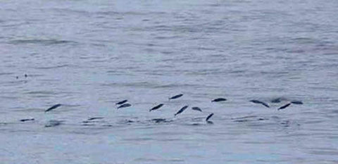 A school of bait fish jumping to escape a predator