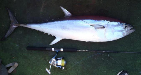 Northern Bluefin Tuna caught on the light spinning combo