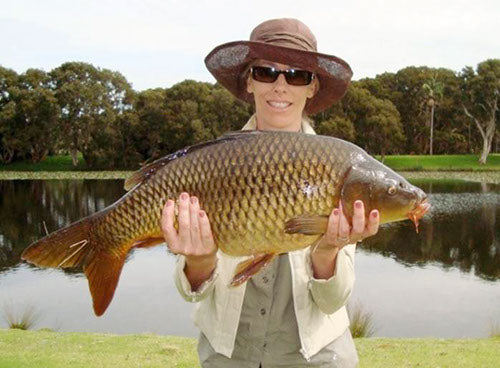 Centennial Park in Sydney Australia is full of giant carp