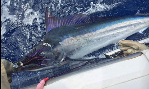 Roger P catching Marlin on the Hercules rod