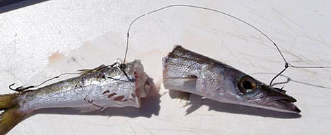 Bait fish hit hard by a Mackerel