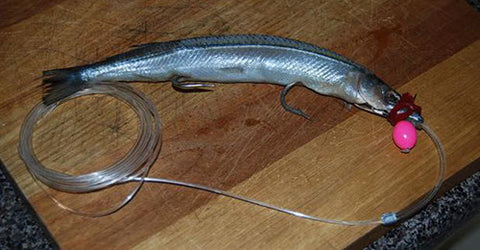 A Garfish rigged with Head Start trolling lure and fishing line leader