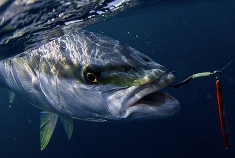 Kingfish hooked on 100 gram jig next to the boat