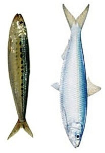 Live bait examples for use with a downrigger