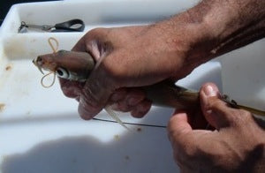 The live bait with the rubber band successfully threaded through
