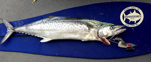 A big Mackerel caught on a Garfish rigged with a head start trolling lure