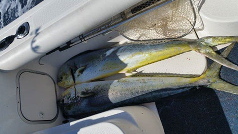 Mahi on the deck ready to take home and cook