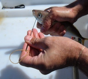 Preparing to thread the bait needle through the live bait