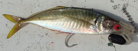 You can rig many types of dead bait with head starts for trolling, including Yellowtail