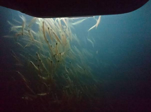 Large group of squid at the back of a boat