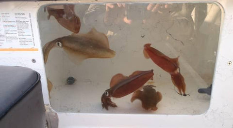 A bait tank full of Aussie squid