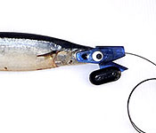 Pacific Saurie successfully attached to a head start trolling lure, ready for fishing