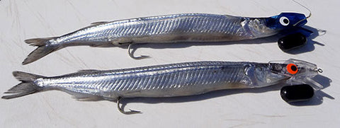 Dead frozen Garfish rigged for trolling on head starts lures