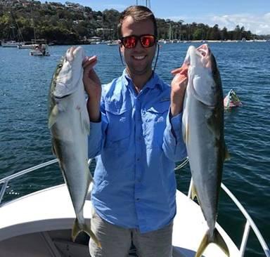Two squid caught near the Spit Bridge, Australia