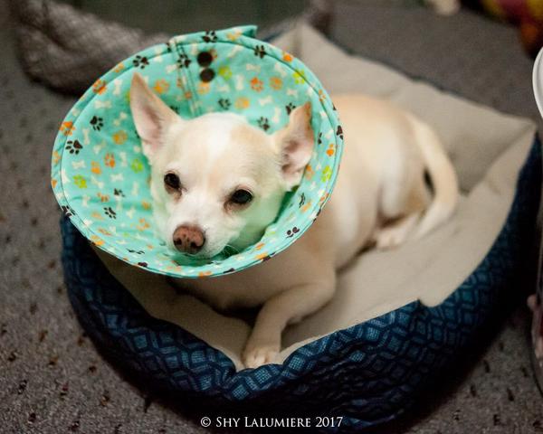 homemade pet cone for cat