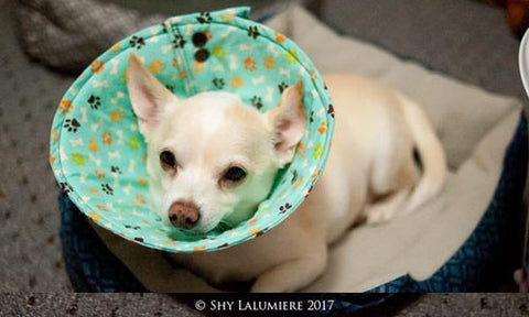 Soft Elizabethan Dog Cone with KAM snap fasteners