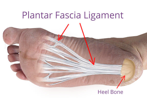 the Plantar Fascia Runs along the Bottom of your foot and attaches to the heel bone