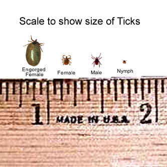 Scale to show size of ticks that carry the "Lyme Disease" bacteria 