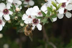 The Buzz About Manuka Oil - Myth or Miracle? Article by Claire Galea