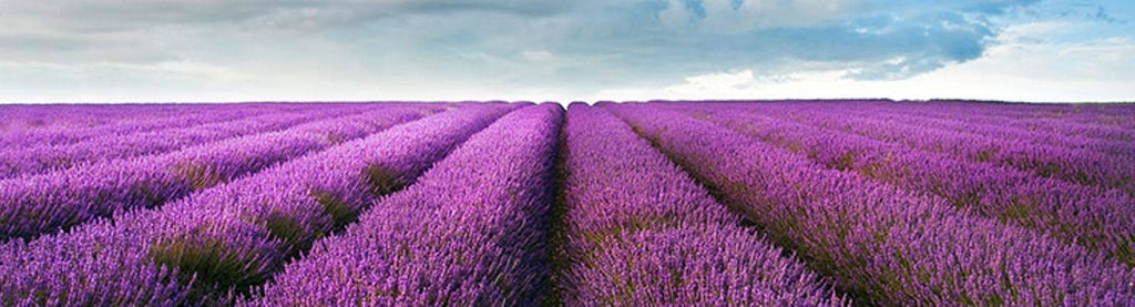 doTERRA Lavender Field