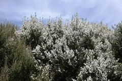 The Buzz About Manuka Oil - Myth or Miracle? Article by Claire Galea