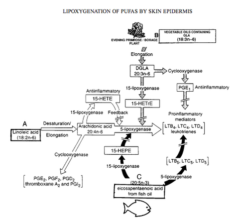 Polyunsaturated fatty acids in skincare Diagram