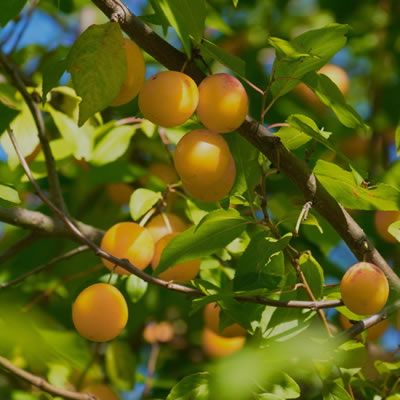 Ximenia Oil Skin Benefits