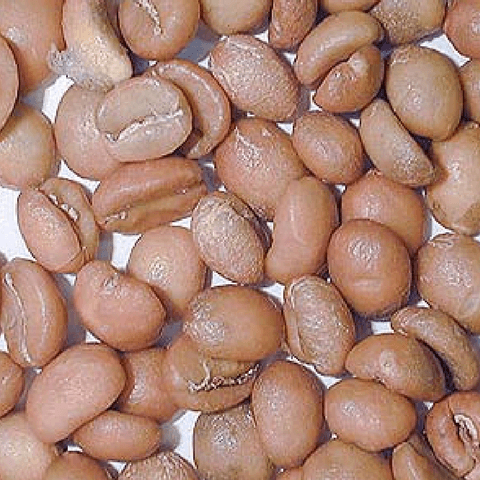 Yellowing Organic Coffee Beans