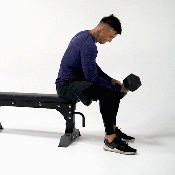 Seated Bicep Curls with Dumbbells 