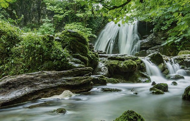 What is Forest Bathing and How Do You Do It?