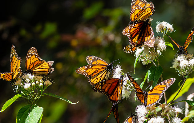 Secrets of the Monarchs